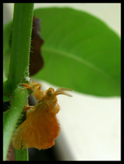 Dalceridae