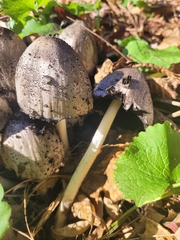 Coprinopsis romagnesiana