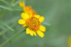 Sidneya tenuifolia