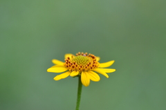 Sidneya tenuifolia
