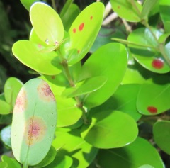 Austropuccinia psidii