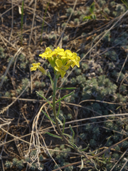 Erysimum flavum altaicum