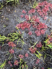 Drosera admirabilis