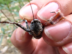 Thyreonotus bidens