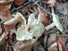 Rhodocollybia asema
