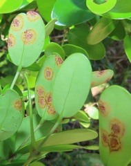 Austropuccinia psidii