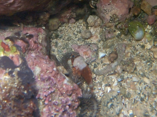 Rainbow Scorpionfish