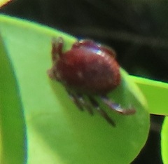Ixodidae