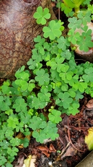 Oxalis