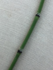 Equisetum variegatum
