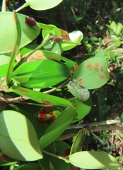 Austropuccinia psidii