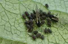 Aphis