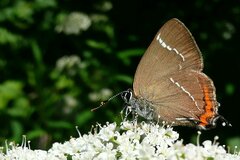 Satyrium w-album