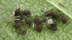 Aphis