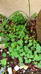 Oxalis