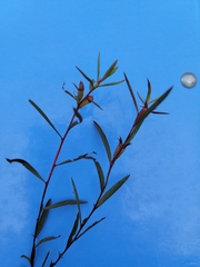 Ludwigia linearis