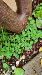 Oxalis