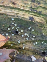 Helicogloea compressa