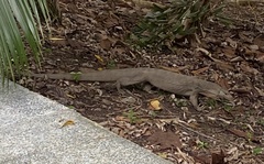 Varanus nebulosus