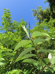 Sclerocroton integerrimus