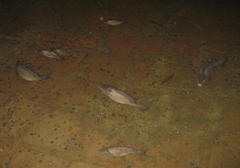 Cyprinus carpio