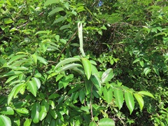 Sclerocroton integerrimus