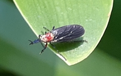 Dilophus pectoralis