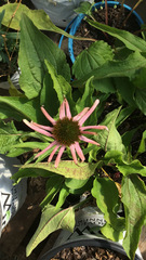 Echinacea laevigata