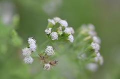 Fleischmannia incarnata