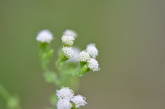 Fleischmannia incarnata