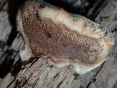 Hapalopilus rutilans