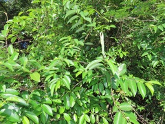 Sclerocroton integerrimus