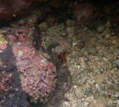 Scorpaenidae