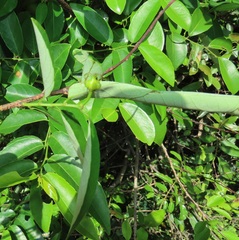 Sclerocroton integerrimus