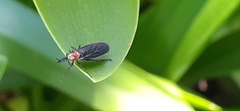 Dilophus pectoralis