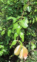 Ancylobothrys petersiana