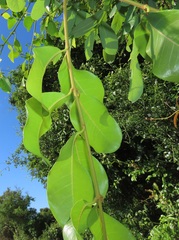 Ancylobothrys petersiana