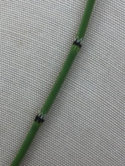 Equisetum variegatum