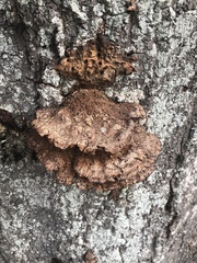 Fuscoporia