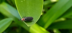 Dilophus pectoralis
