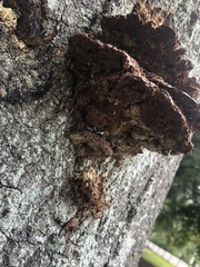 Fuscoporia