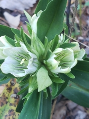 Gentiana villosa