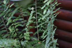 Nephrolepis cordifolia