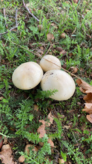 Agrocybe praecox