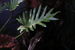 Thaumatophyllum xanadu