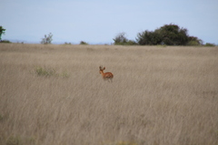 Raphicerus campestris campestris