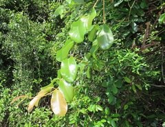 Ancylobothrys petersiana