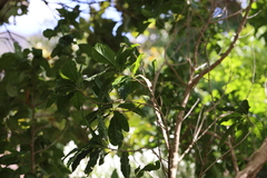 Psorothamnus spinosus