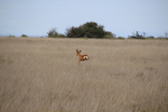 Raphicerus campestris campestris