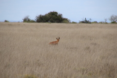 Raphicerus campestris campestris